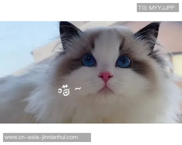 足球布偶猫价格揭秘如何选择适合自己的布偶猫及其养护技巧